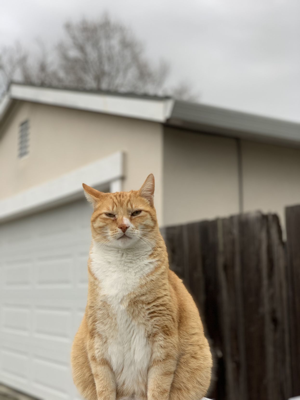 Bosco